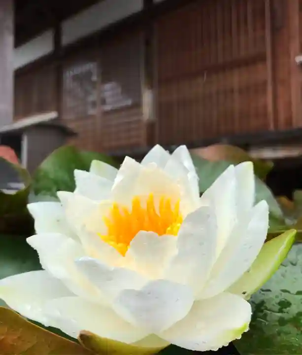 真言宗 善通寺派 薬王寺の自然