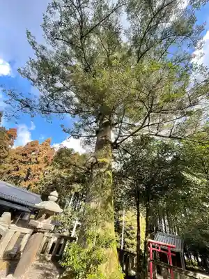 熊野神社の自然
