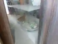 鈴ヶ森稲荷神社(鈴ヶ森神社)/伊崎厳島神社(山口県)