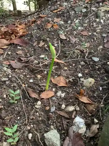 玉野御嶽神社の自然