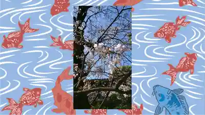 阿佐ヶ谷神明宮(東京都)