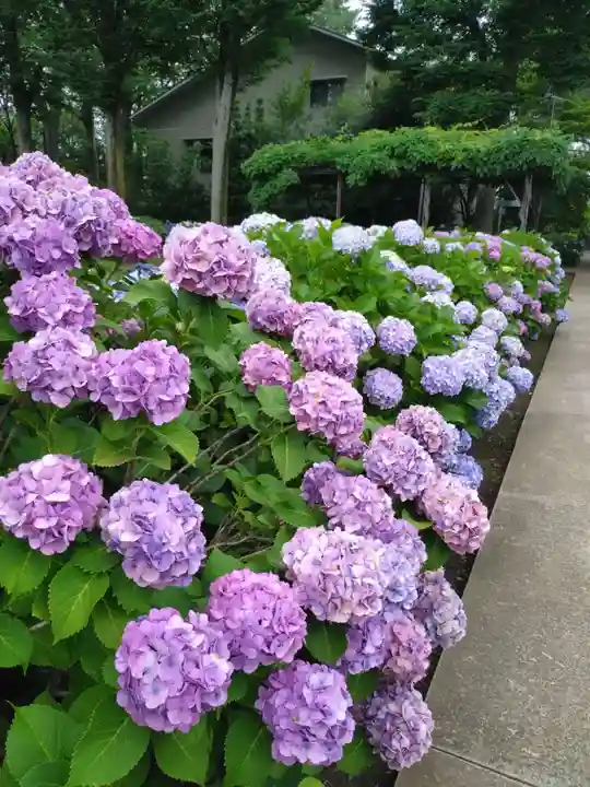 妙法寺(東京都)