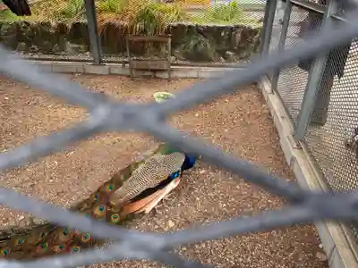 天台宗 五大山 白毫寺の動物