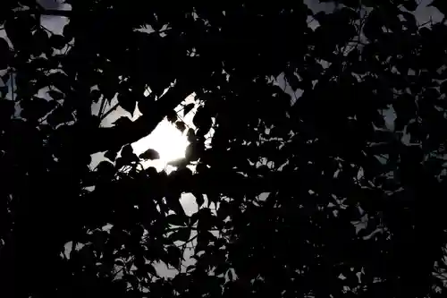 くまくま神社(導きの社 熊野町熊野神社)の自然