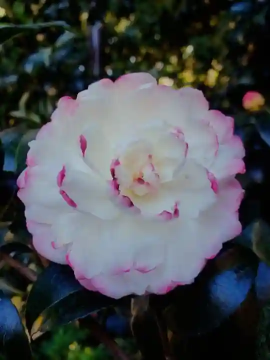 阿佐ヶ谷神明宮(東京都)