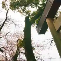 若宮神明社の自然