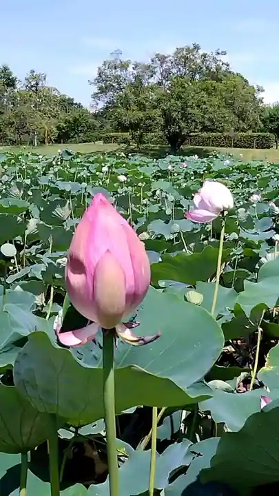 高城神社(埼玉県)