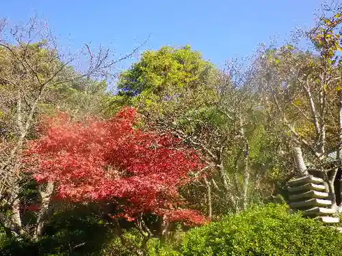 浄光明寺の自然