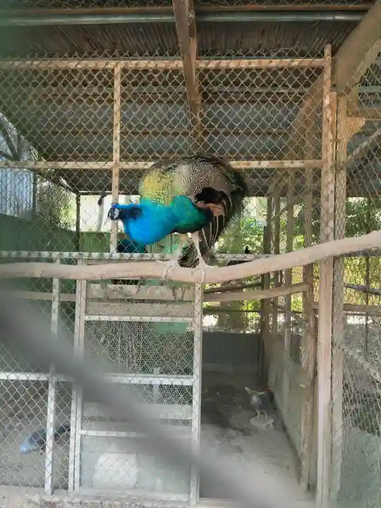 岩槻久伊豆神社の動物