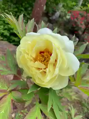 妙雲寺(栃木県)