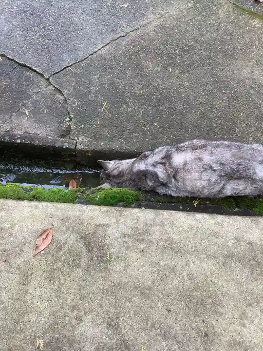 玉野御嶽神社の動物
