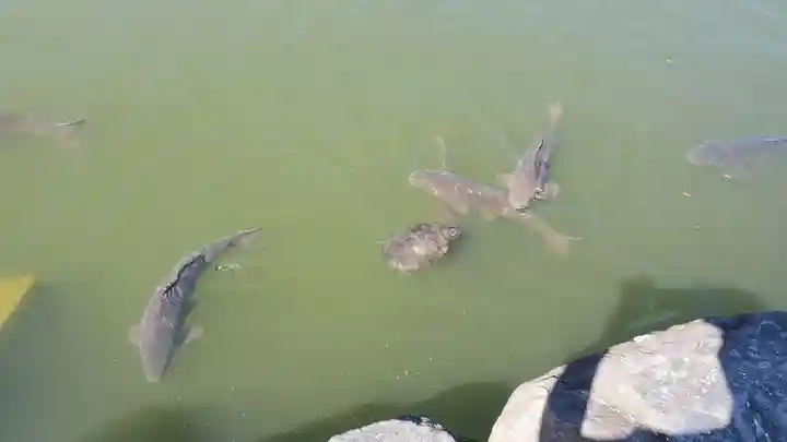 桜ヶ池池宮神社の動物