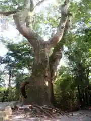 月讀宮（皇大神宮別宮）の自然