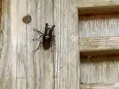 八乙女根尾神社の動物