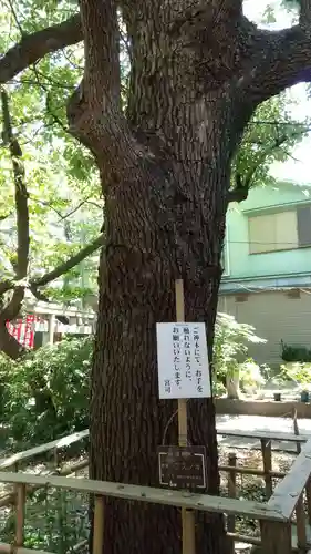 江東天祖神社の自然