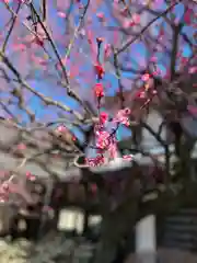 大國魂神社の自然