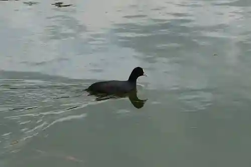 漢國神社の動物