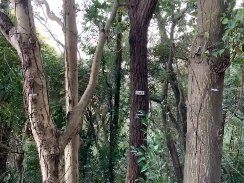 浅間神社の自然