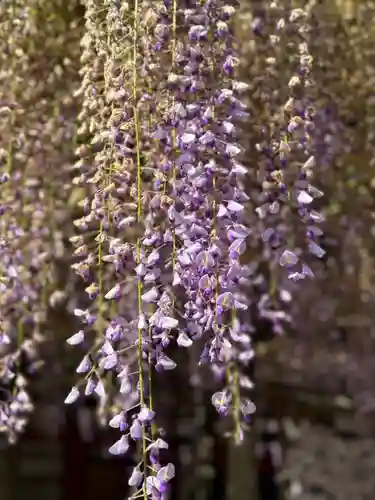 春日大社(奈良県)