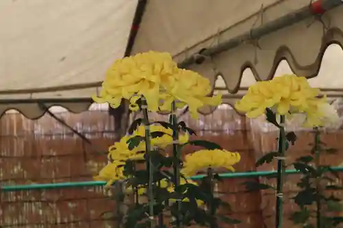 高麗神社の自然