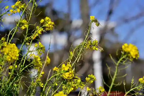 安房神社の自然