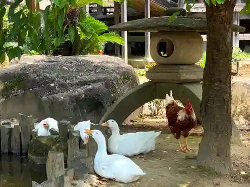 楽法寺（雨引観音）の動物