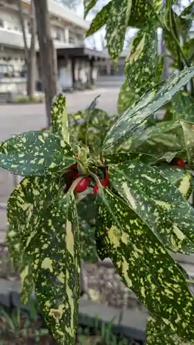 新琴似神社の自然