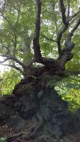 大臼山神社の自然