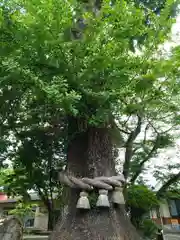 矢村神社の自然