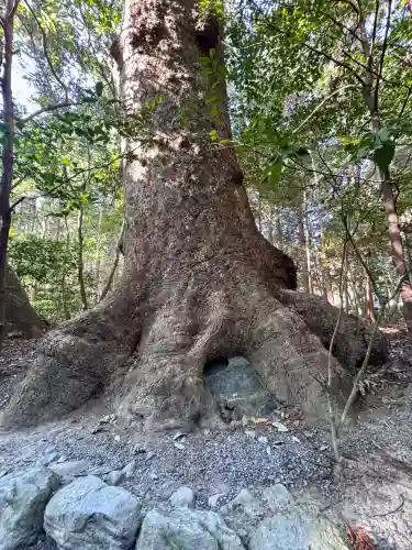 伊勢神宮外宮（豊受大神宮）の{uncategorized: "未分類", other: "その他", undefined: "問題あり", building: "その他建物", grave: "お墓", sacred_gate: "鳥居", guardian: "狛犬", statue: "像", buddha: "仏像", history: "歴史", nature: "自然", garden: "庭園", animal: "動物", pagoda: "塔", temizu: "手水舎", mountain_gate: "山門・神門", sanctuary: "本殿・本堂", subordinate: "末社・摂社", art: "芸術", scenery: "景色", jizo: "地蔵", ema: "絵馬", goshuin: "御朱印", omikuji: "おみくじ", items: "授与品その他", amulet: "お守り", goshuincho: "御朱印帳", eats: "食事", festival: "お祭り", votive_dance: "神楽", shichigosan: "七五三参", wedding: "結婚式", experience: "体験その他", initially: "初詣", around: "周辺", anti_infection: "感染症対策"}