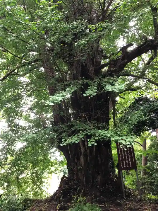 西生寺(新潟県)