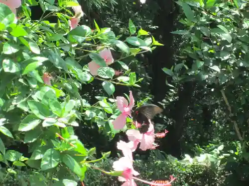 屋久島大社の自然