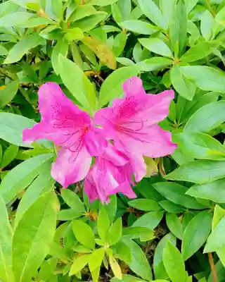 實相山　正法院(静岡県)