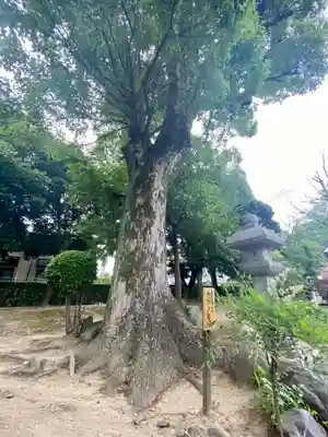 木下神社の自然