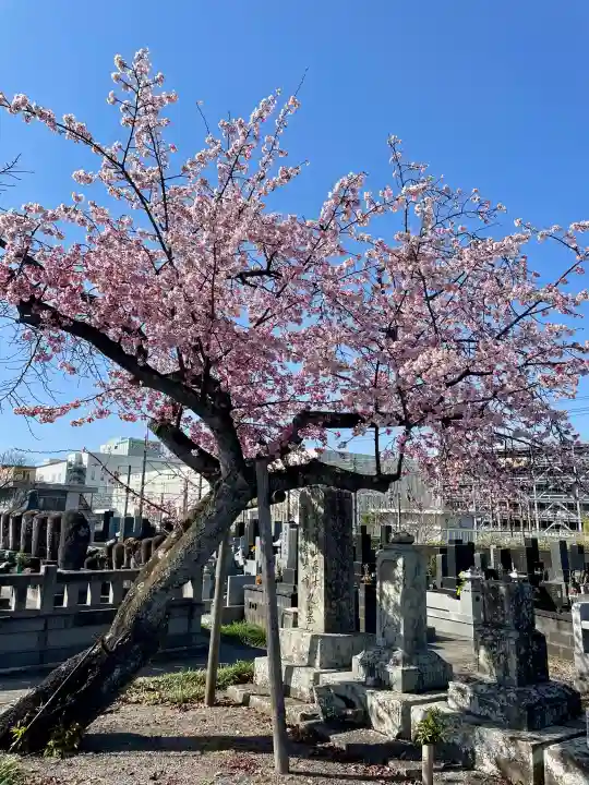 蓮光寺の{uncategorized: "未分類", other: "その他", undefined: "問題あり", building: "その他建物", grave: "お墓", sacred_gate: "鳥居", guardian: "狛犬", statue: "像", buddha: "仏像", history: "歴史", nature: "自然", garden: "庭園", animal: "動物", pagoda: "塔", temizu: "手水舎", mountain_gate: "山門・神門", sanctuary: "本殿・本堂", subordinate: "末社・摂社", art: "芸術", scenery: "景色", jizo: "地蔵", ema: "絵馬", goshuin: "御朱印", omikuji: "おみくじ", items: "授与品その他", amulet: "お守り", goshuincho: "御朱印帳", eats: "食事", festival: "お祭り", votive_dance: "神楽", shichigosan: "七五三参", wedding: "結婚式", experience: "体験その他", initially: "初詣", around: "周辺", anti_infection: "感染症対策"}