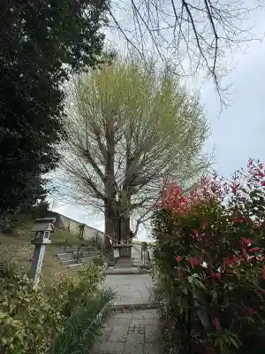 堤治神社の{uncategorized: "未分類", other: "その他", undefined: "問題あり", building: "その他建物", grave: "お墓", sacred_gate: "鳥居", guardian: "狛犬", statue: "像", buddha: "仏像", history: "歴史", nature: "自然", garden: "庭園", animal: "動物", pagoda: "塔", temizu: "手水舎", mountain_gate: "山門・神門", sanctuary: "本殿・本堂", subordinate: "末社・摂社", art: "芸術", scenery: "景色", jizo: "地蔵", ema: "絵馬", goshuin: "御朱印", omikuji: "おみくじ", items: "授与品その他", amulet: "お守り", goshuincho: "御朱印帳", eats: "食事", festival: "お祭り", votive_dance: "神楽", shichigosan: "七五三参", wedding: "結婚式", experience: "体験その他", initially: "初詣", around: "周辺", anti_infection: "感染症対策"}