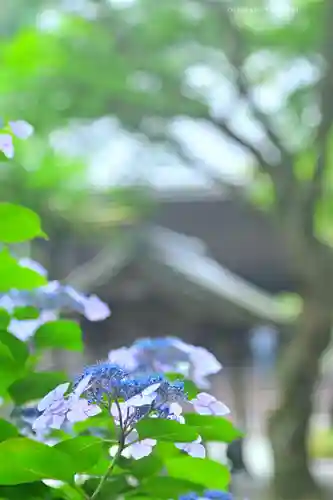 妙本寺(神奈川県)