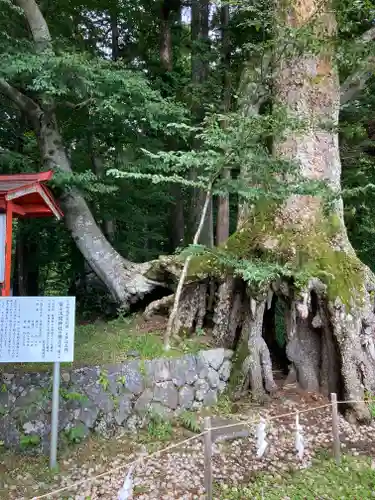 富士山東口本宮 冨士浅間神社の自然