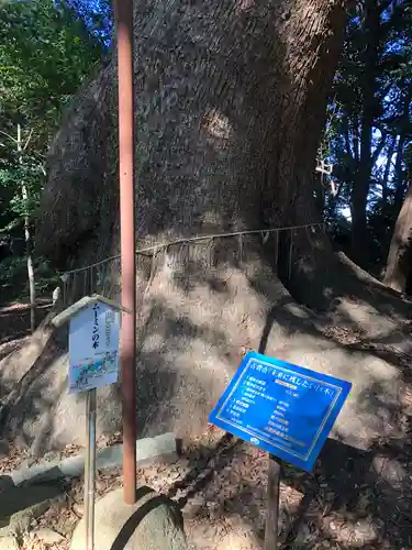 五所八幡宮の自然