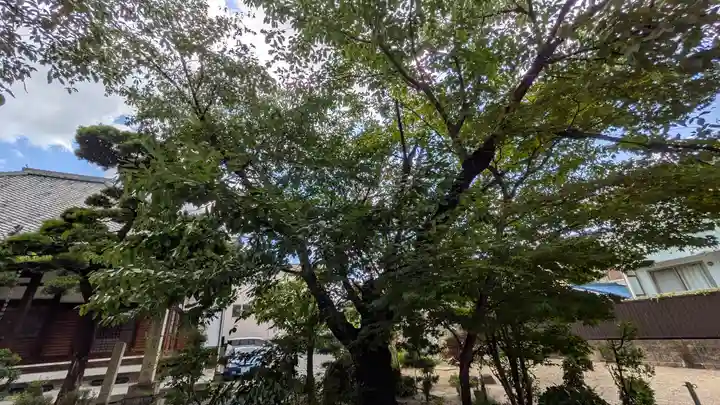 墨染寺(桜寺)(京都府)