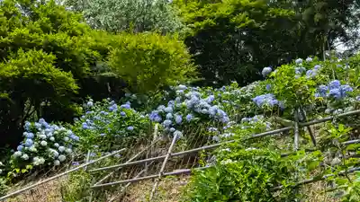 三鈷寺(京都府)