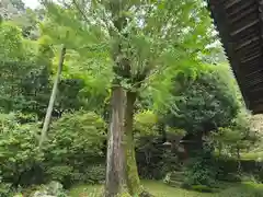 神童寺(京都府)