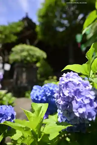 白山神社(東京都)
