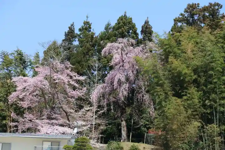 愛宕神社の自然
