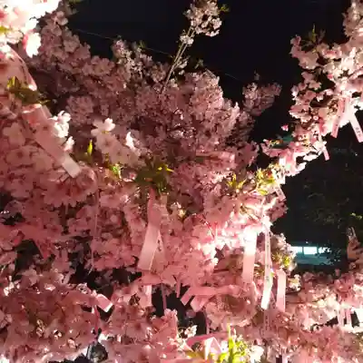 桜神宮(東京都)