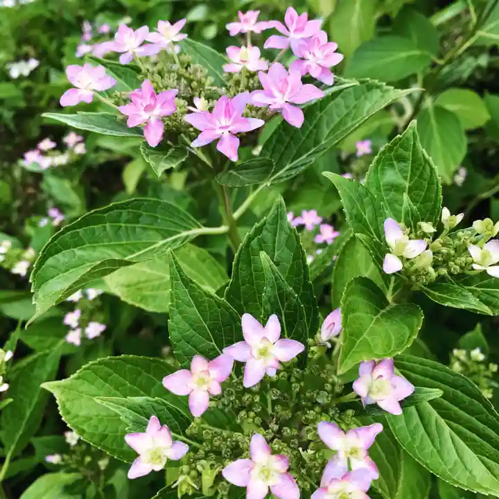 豊景神社の自然