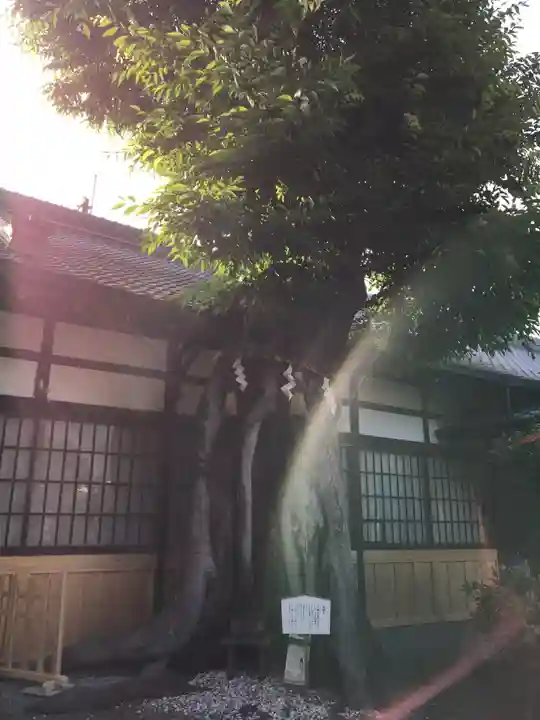 大神神社の自然