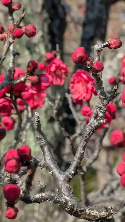 智積院(京都府)