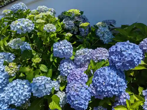 くろ谷 金戒光明寺の自然