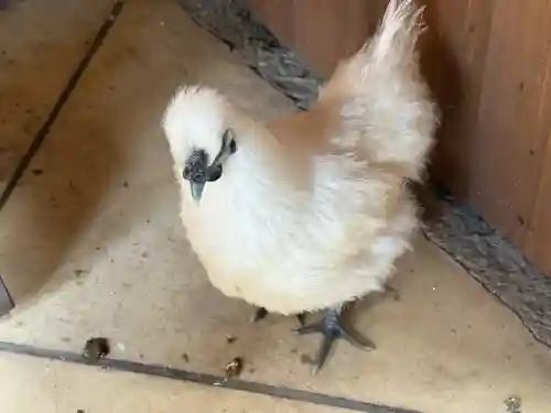 石上神宮の{uncategorized: "未分類", other: "その他", undefined: "問題あり", building: "その他建物", grave: "お墓", sacred_gate: "鳥居", guardian: "狛犬", statue: "像", buddha: "仏像", history: "歴史", nature: "自然", garden: "庭園", animal: "動物", pagoda: "塔", temizu: "手水舎", mountain_gate: "山門・神門", sanctuary: "本殿・本堂", subordinate: "末社・摂社", art: "芸術", scenery: "景色", jizo: "地蔵", ema: "絵馬", goshuin: "御朱印", omikuji: "おみくじ", items: "授与品その他", amulet: "お守り", goshuincho: "御朱印帳", eats: "食事", festival: "お祭り", votive_dance: "神楽", shichigosan: "七五三参", wedding: "結婚式", experience: "体験その他", initially: "初詣", around: "周辺", anti_infection: "感染症対策"}